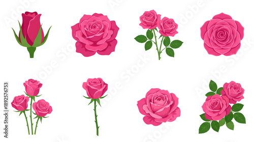 Pink rose illustration set including buds, full blooms, bouquets, and single stems isolated. Floral design elements for wedding or romance.