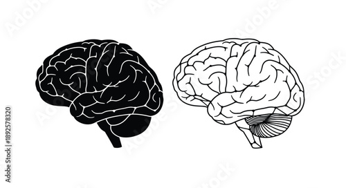 Two stylized human brains one dark and one light displayed side by side