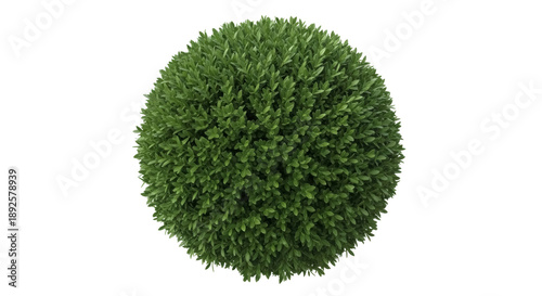 Tableau sur toile Green boxwood topiary ball PNG isolated on transparent background, evergreen shr