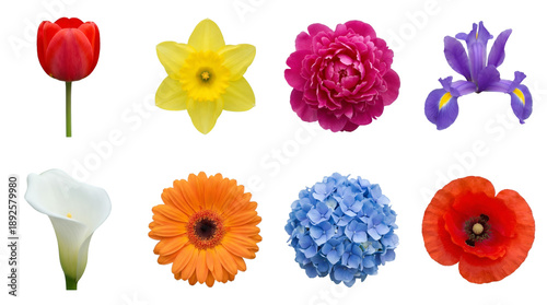 Spring flower set including tulip, daffodil, peony, iris, lily, gerbera, hydrangea, and poppy isolated. Floral collection for nature and botanical design.