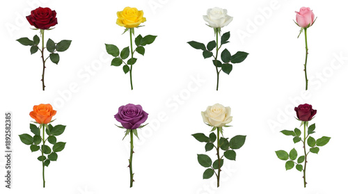 Rose flower set including red, yellow, white, pink, orange, purple, cream, and burgundy variants isolated. Botanical floral collection for wedding and romantic design.