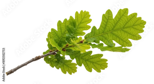 Oak branch with green leaves isolated PNG, fresh foliage on transparent background for nature design and botanical projects