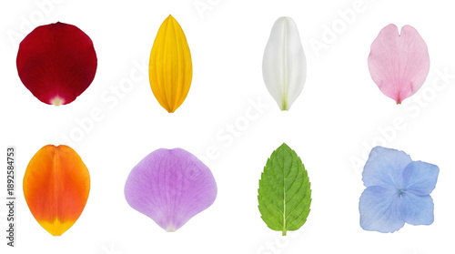 Natural flower petal and leaf set including rose, tulip, hydrangea, and mint varieties isolated. Botanical collection for floral design and cosmetics.