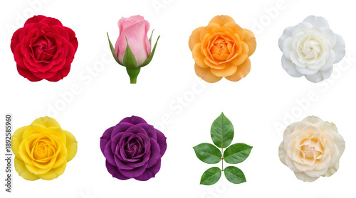 Rose flower set including red, pink, orange, white, yellow, purple, and cream blossoms with green leaf isolated. Floral design and botanical collection.