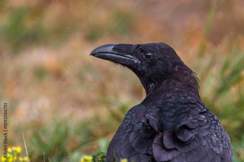 Fototapeta premium Kolkrabe (Corvus corax)