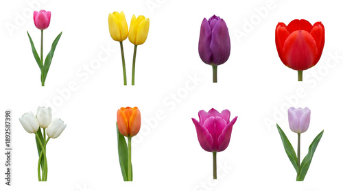 Tulip flower set including pink, yellow, purple, red, white, orange, and lilac varieties isolated. Floral collection for spring decoration and gardening design.