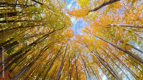Valokuva Looking up at colorful autumn forest canopy
