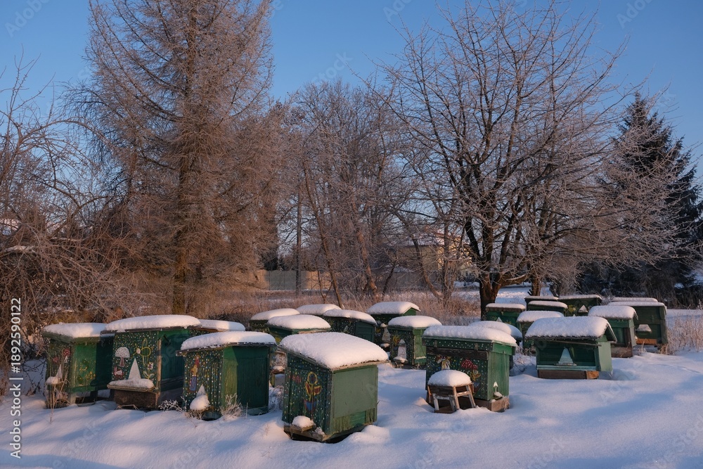 custom made wallpaper toronto digitalGreen wooden beehives covered with snow on a winter day in countryside. Buildings amnog trees in village in background.