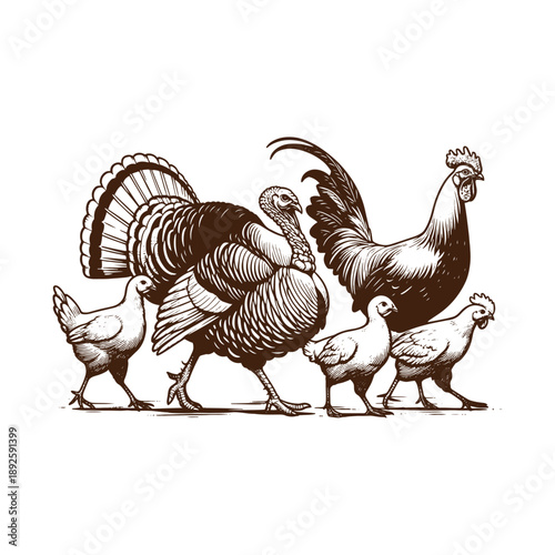 Family of poultry including turkey and chicken