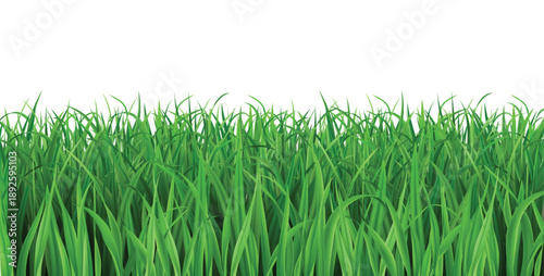 Realistic green 3d grass. Field or lawn border, summer landscape isolated vector design. Wild meadow spring foliage and garden vegetation for Easter or April background. Nature banner template