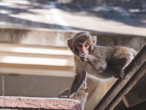 baby japanese macaque on the roof