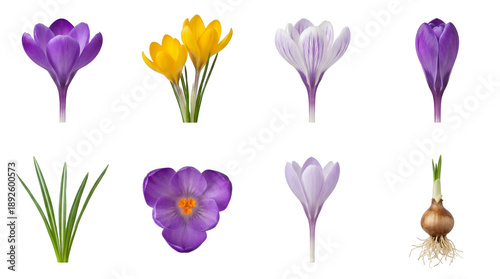 Crocus flower set including purple, yellow, striped, bud, bloom, and bulb stages isolated. Spring floral collection for gardening and nature design.