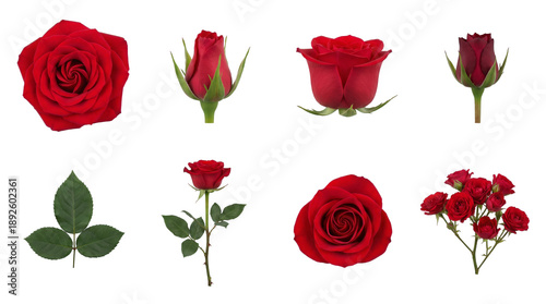 Red rose set including blooming flowers, closed buds, green leaves, and stem arrangements isolated. Floral nature and romantic gift collection.