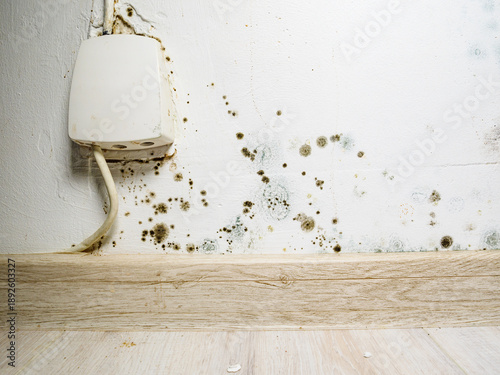 Mould and fungus growth on white wall