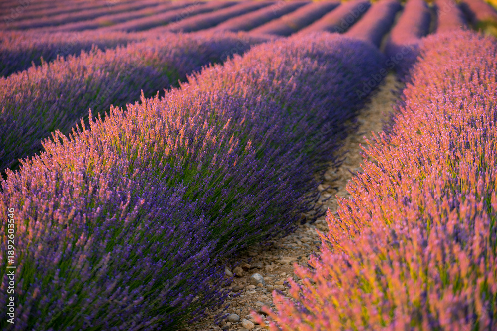 Obraz premium Lavender field at sunset light