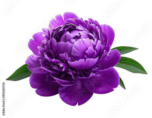 A vibrant purple peony flower displayed against a stark black background.