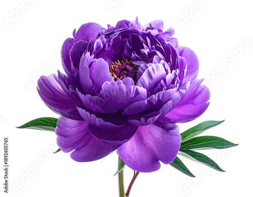 A vibrant, deep purple peony flower isolated against a stark black background.