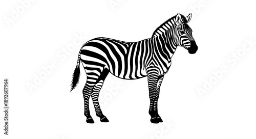 A vector illustration of a zebra standing alone on a plain white background viewed from the side
