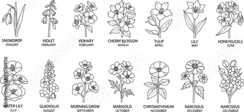 Birth month flowers line illustration set showing snowdrop violet cherry blossom tulip lily and marigold for botanical calendar design use