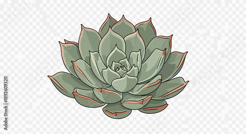 Detailed vector illustration of a green Echeveria succulent plant.