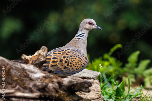 Turteltaube (Streptopelia turtur)