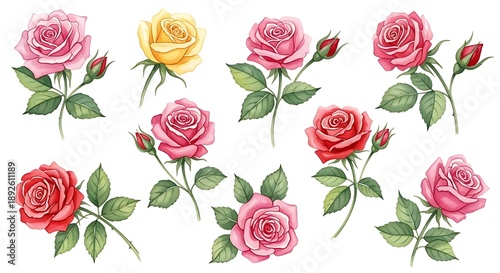 Beautiful roses in various pink and red shades isolated on white background with green leaves and buds