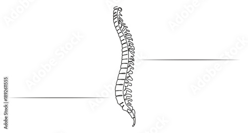 Human Spine and Pelvis in Continuous Line Art,Continuous Line Drawing of Human Spine Anatomy,Minimalist Continuous Line Drawing of Human Spine