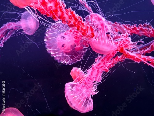 Photos Pink jellyfish floating in dark water with glowing tentacles