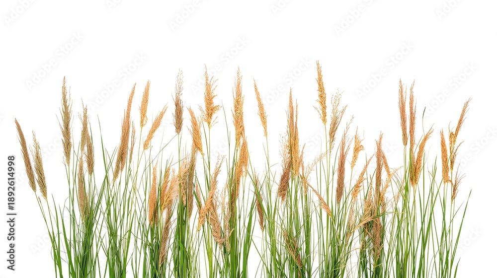 Fototapeta premium Elegant grass reeds swaying gently in the breeze, a symbol of natural beauty and tranquility
