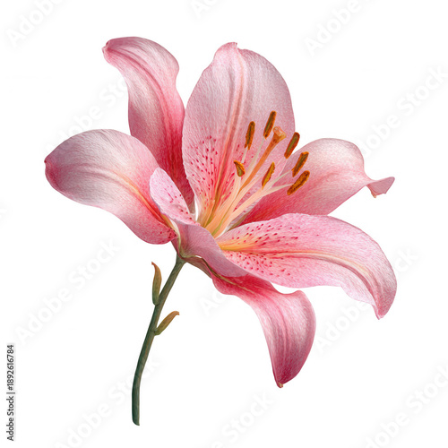 Pink Lily Flower with Yellow Stamen isolated on a transparent background