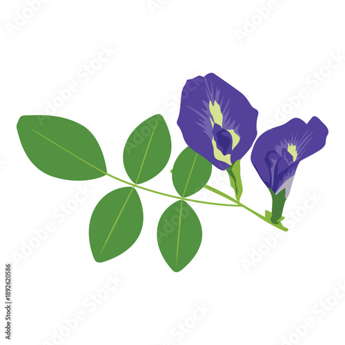 Illustration of a butterfly pea flower branch with green leaves and vibrant purple blooms against a clean white background.