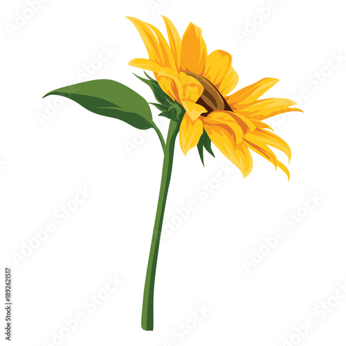 Illustration of a single sunflower with green stem and leaves on a white background, showcasing bright yellow petals and a brown center.