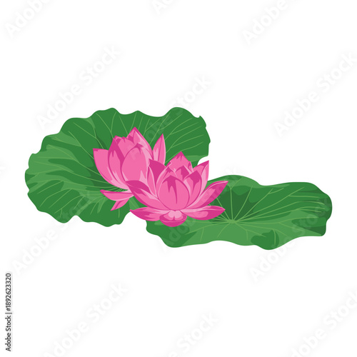 Digital illustration of a pink lotus flower with green lily pads on a white background, showcasing a serene and natural scene.