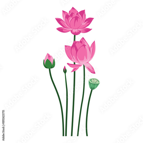 Illustration of pink lotus flowers and buds on long green stems against a white background with a minimalist style.