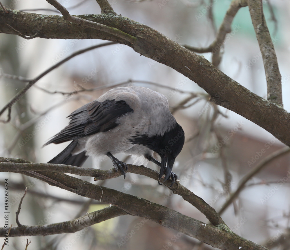 Fototapeta premium A crow is pecking at food on a tree branch