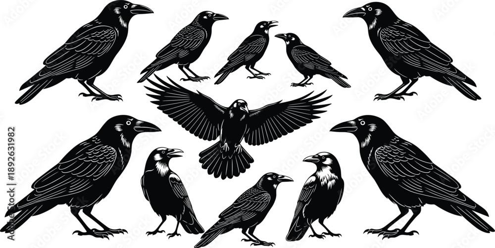 Obraz premium Detailed collection of black raven and crow silhouettes in various standing and flying poses for mystical gothic wildlife and nature vector graphic design projects