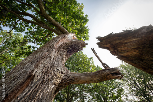 Big old oak tree with broken branch
