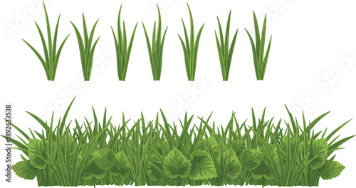 Flat Vector Illustration of a Lush Green Grass Border Featuring Wild Mint Leaves and Tall Blade Tufts Isolated on White Background for Nature Landscape Design