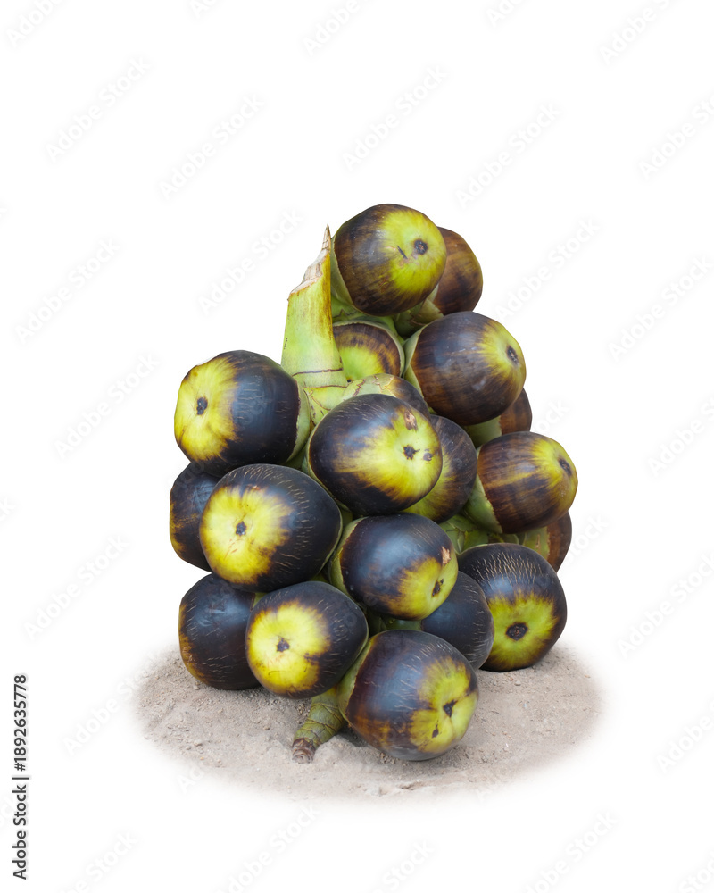Obraz premium Toddy Palm ,Palmyra Fruit isolated on white background