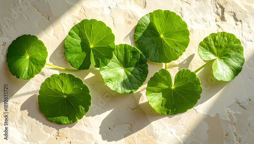 botanical composition of round green leaves on natural stone surface