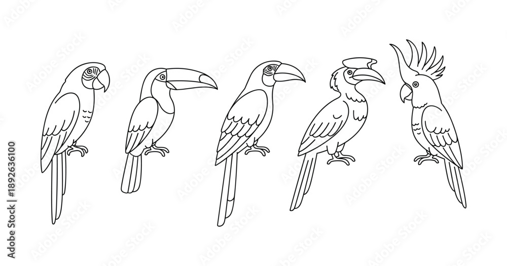 Fototapeta premium Outlined illustrations of exotic birds including toucan and cockatoo