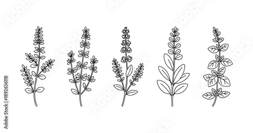 Variety of basil plant outlines: line art collection of herbal leaves and stems