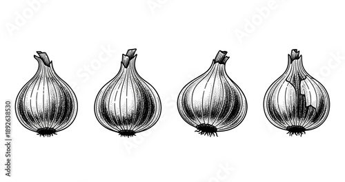 Black and white vintage onion illustrations in a row