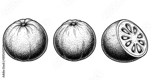 Detailed black and white illustrations of whole and halved oranges