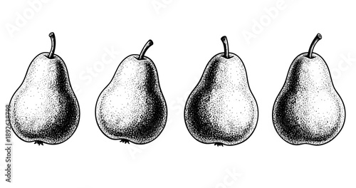 Hand-drawn engraved pear illustrations on white background
