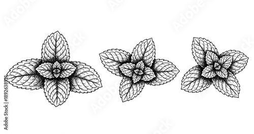 Detailed black and white botanical illustrations of mint leaves with intricate patterns