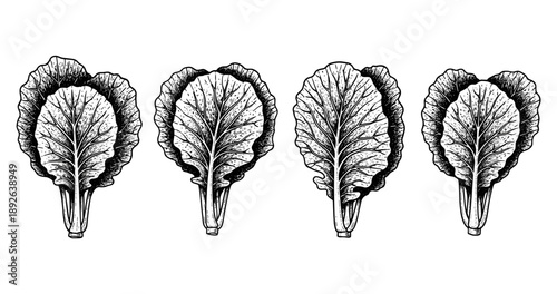 Detailed black and white illustrations of four romaine lettuce leaves