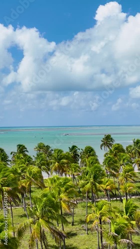 Wallpaper Mural Palm Trees Field At Sao Miguel Dos Milagres Alagoas Brazil. Breathtaking Aerial View Of A Lush Tropical Coastline Scenery. Shore Sky Beach Sea. Outside Beach Travel. Sao Miguel dos Milagres Alagoas. Torontodigital.ca