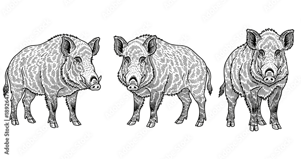 Fototapeta premium Detailed engraving of three wild boars in black and white