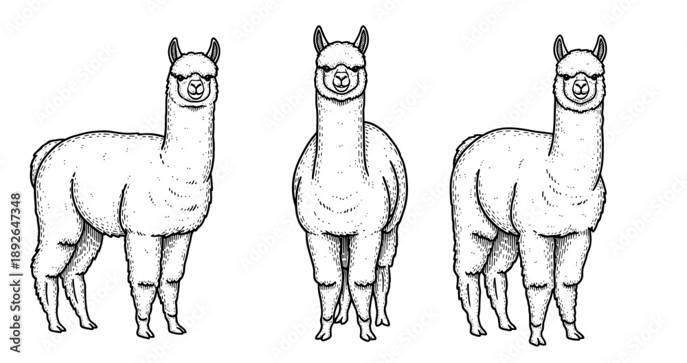 Obraz premium Hand-drawn alpaca trio: front, side, and three-quarter views in black and white
